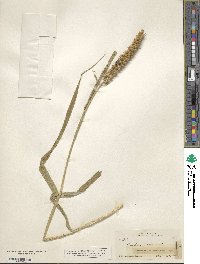 Cenchrus echinatus image