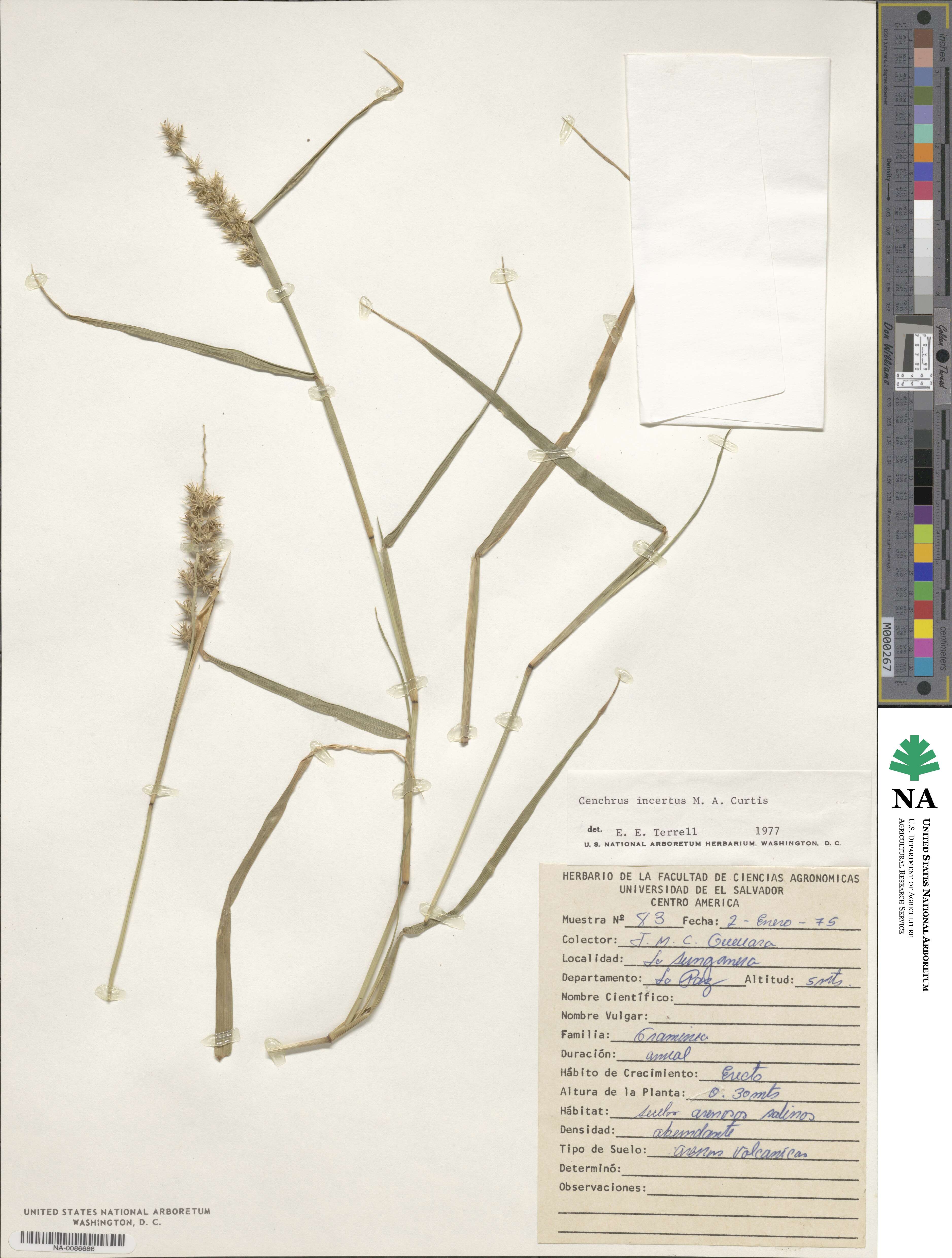 Cenchrus spinifex image
