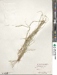 Cenchrus spinifex image