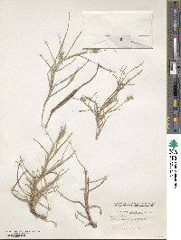 Cenchrus spinifex image