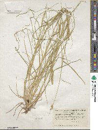 Cenchrus spinifex image