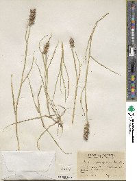 Cenchrus spinifex image