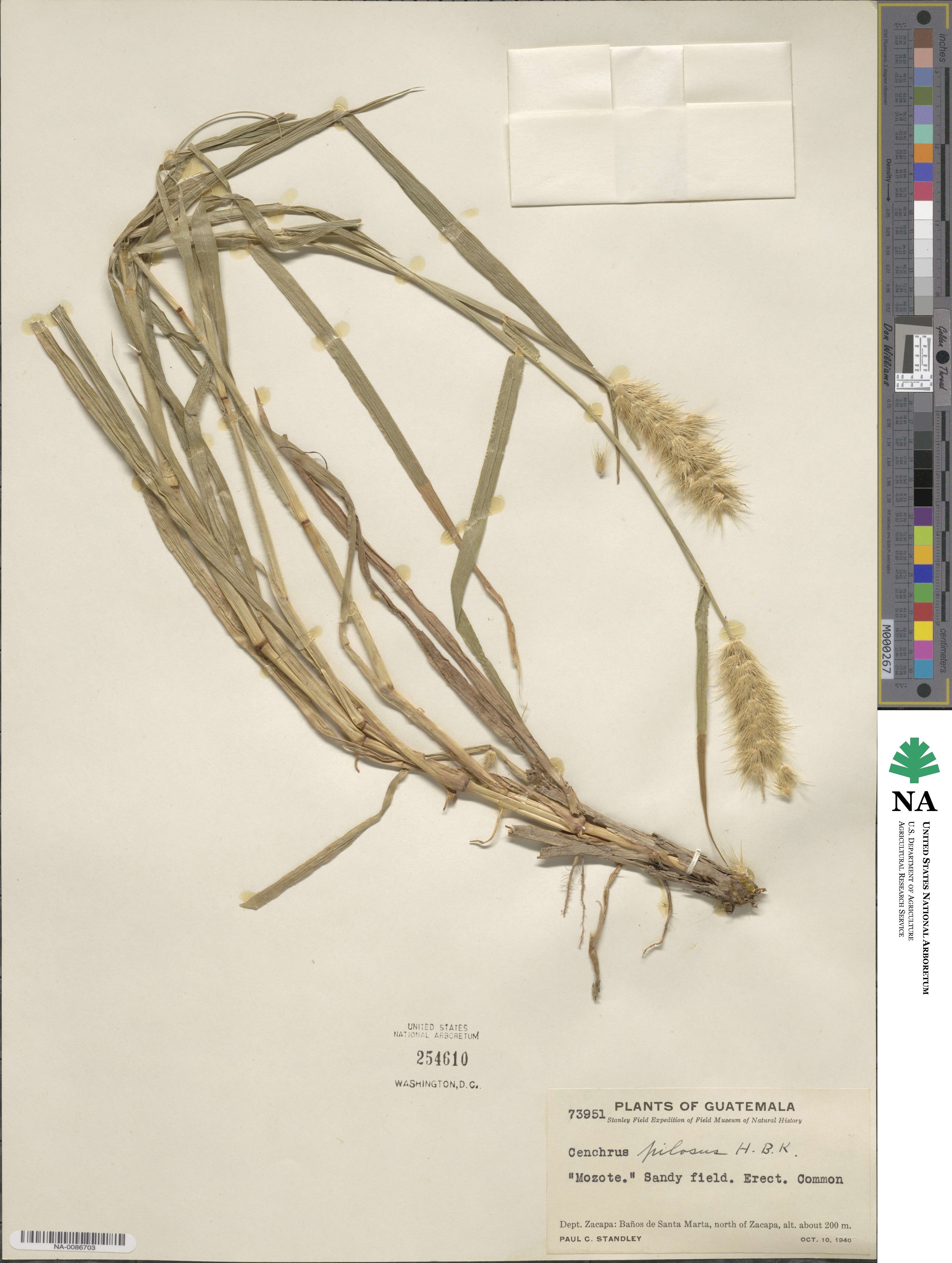 Cenchrus pilosus image