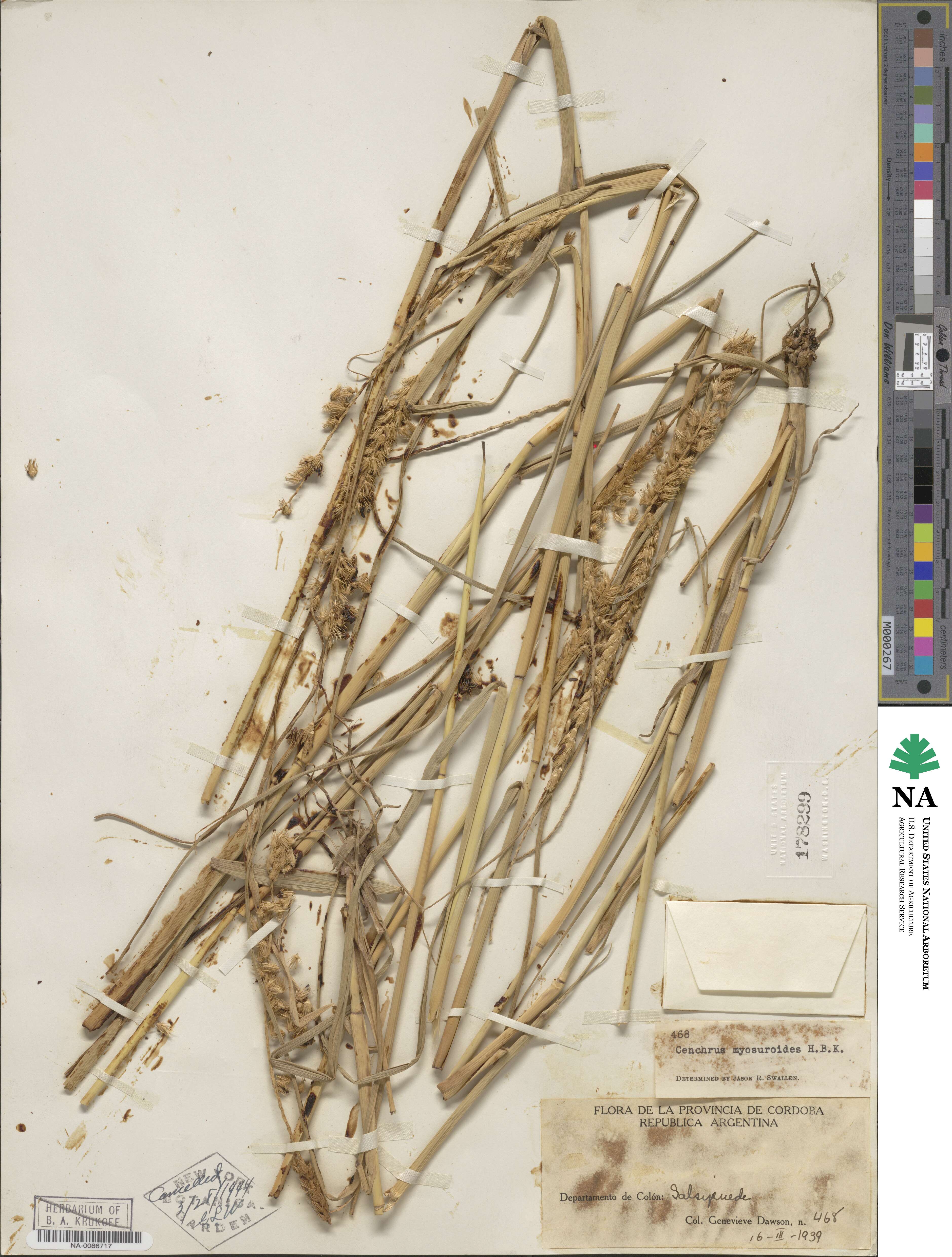Cenchrus myosuroides image