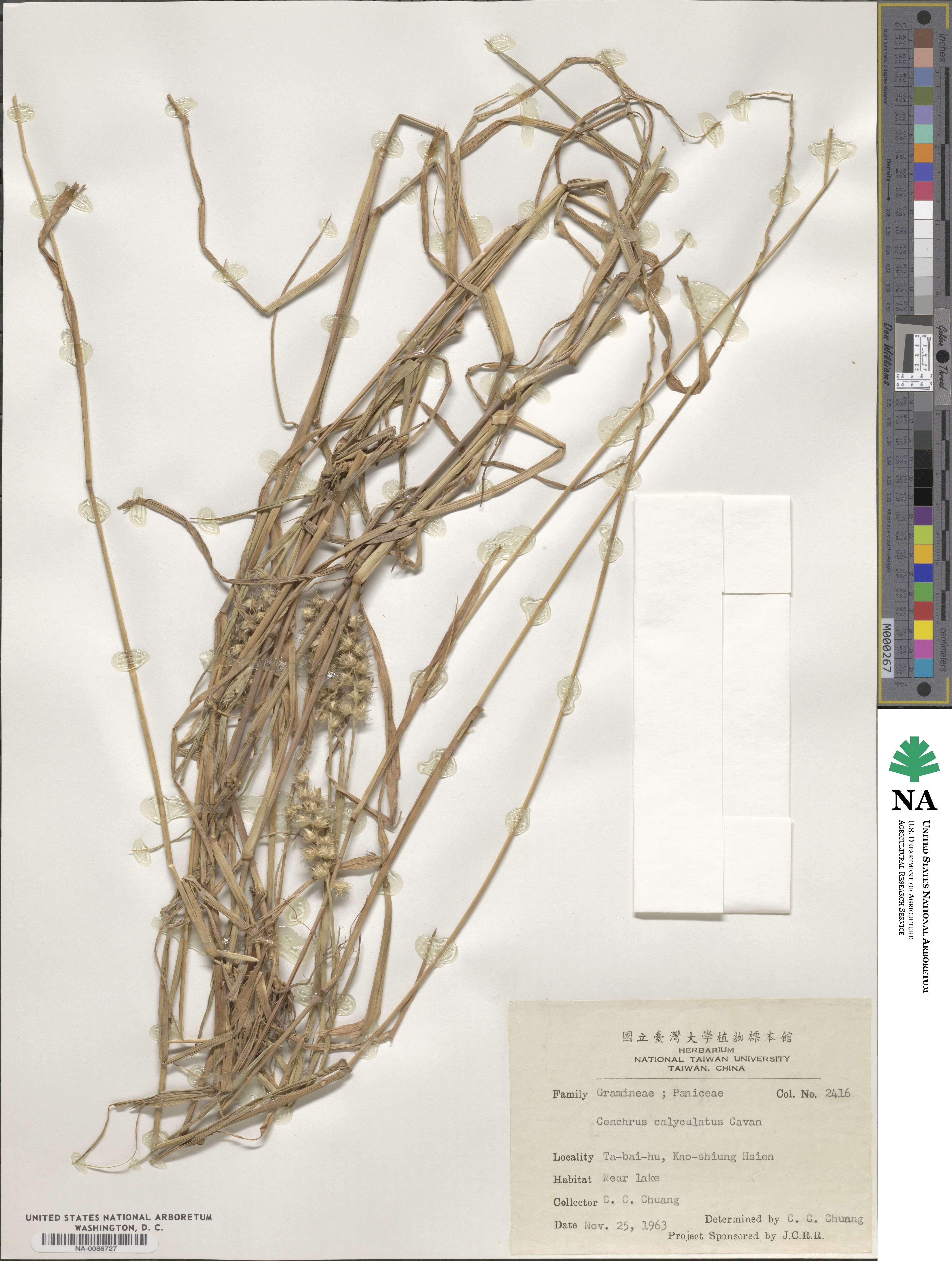 Cenchrus caliculatus image