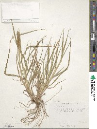 Cenchrus echinatus image