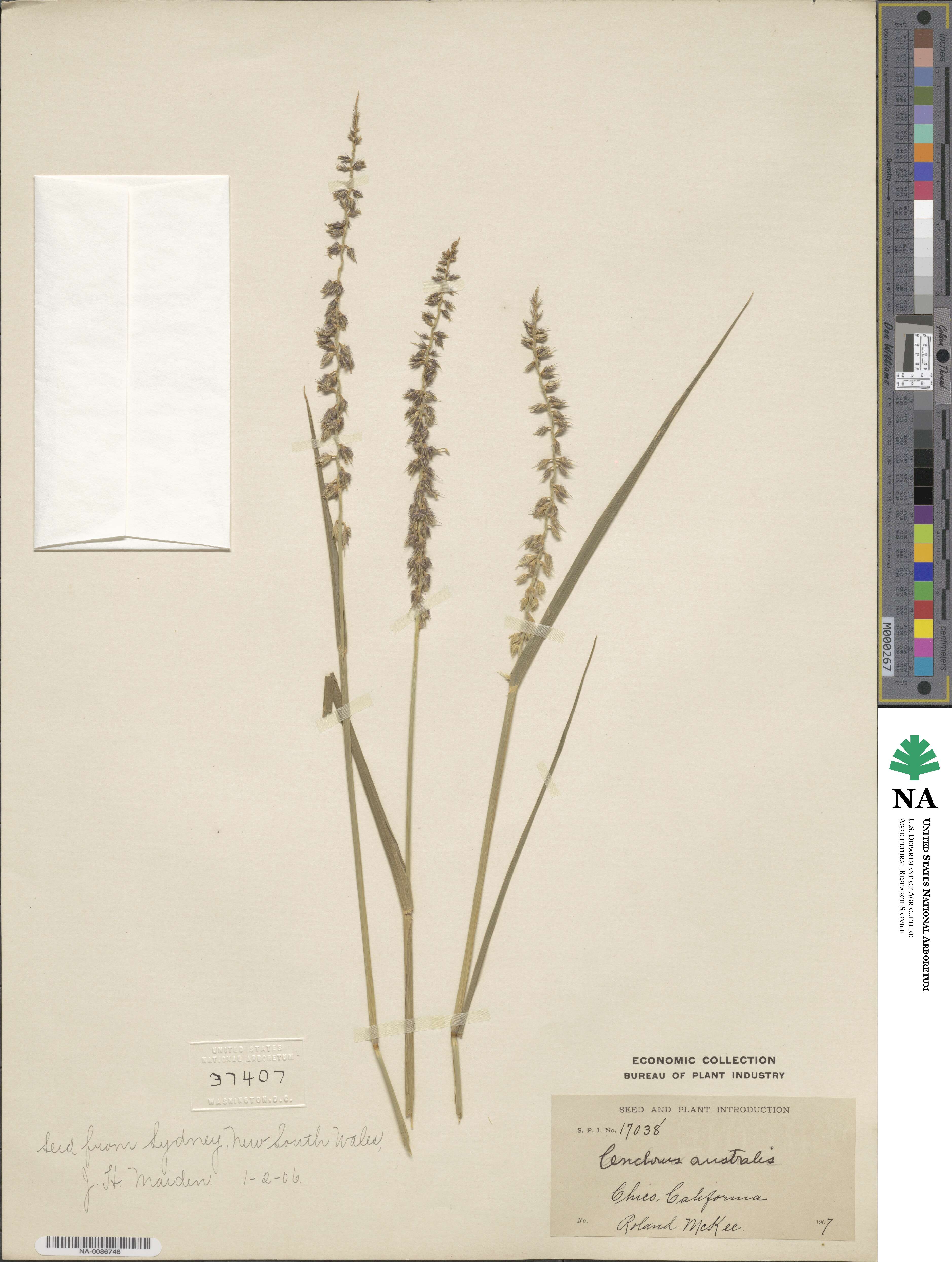 Cenchrus caliculatus image
