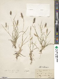 Cenchrus biflorus image