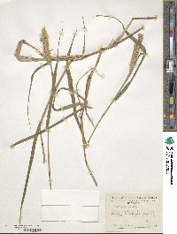 Cenchrus biflorus image