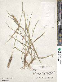 Cenchrus echinatus image