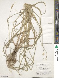 Cenchrus myosuroides image