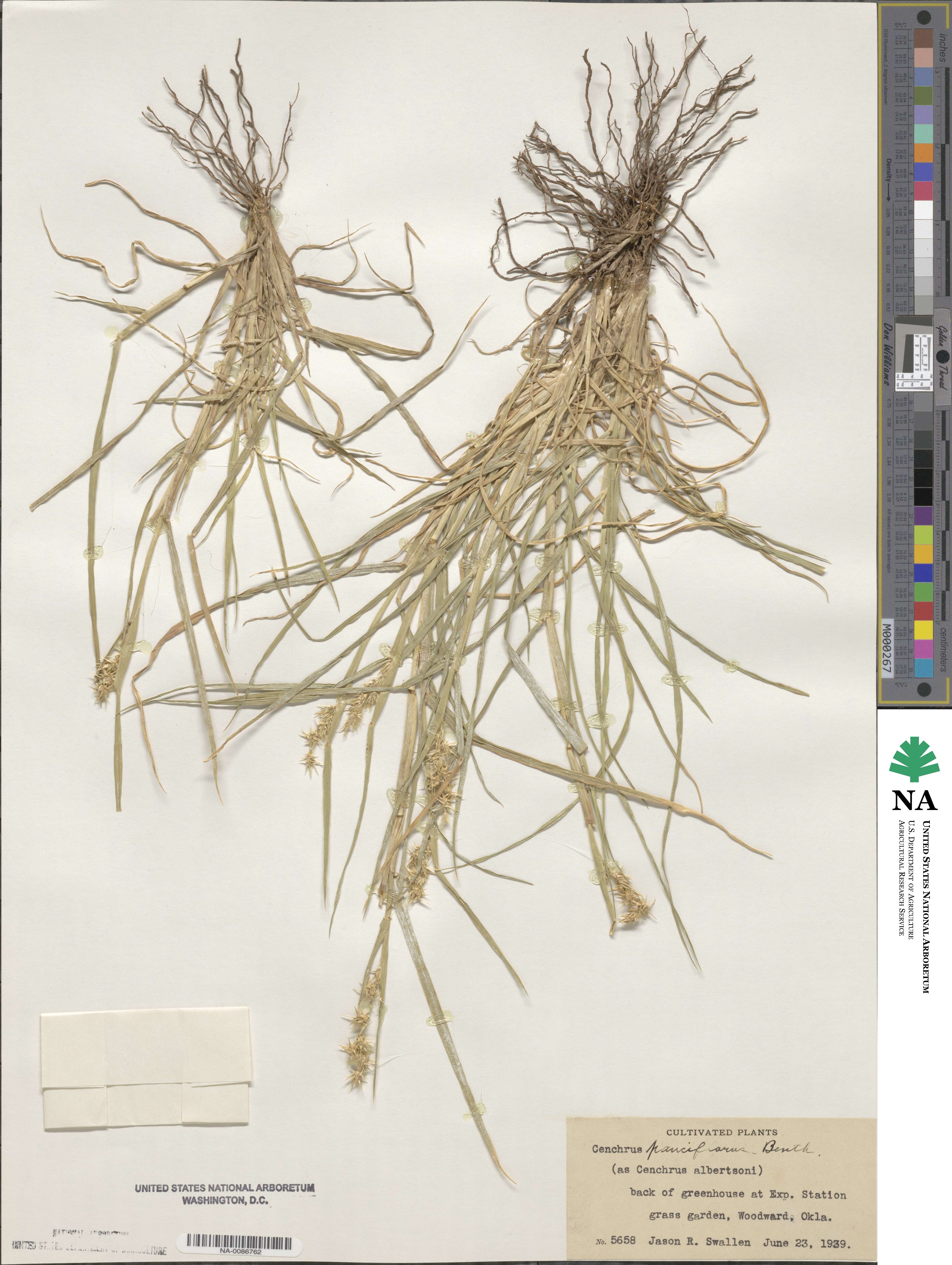 Cenchrus spinifex image