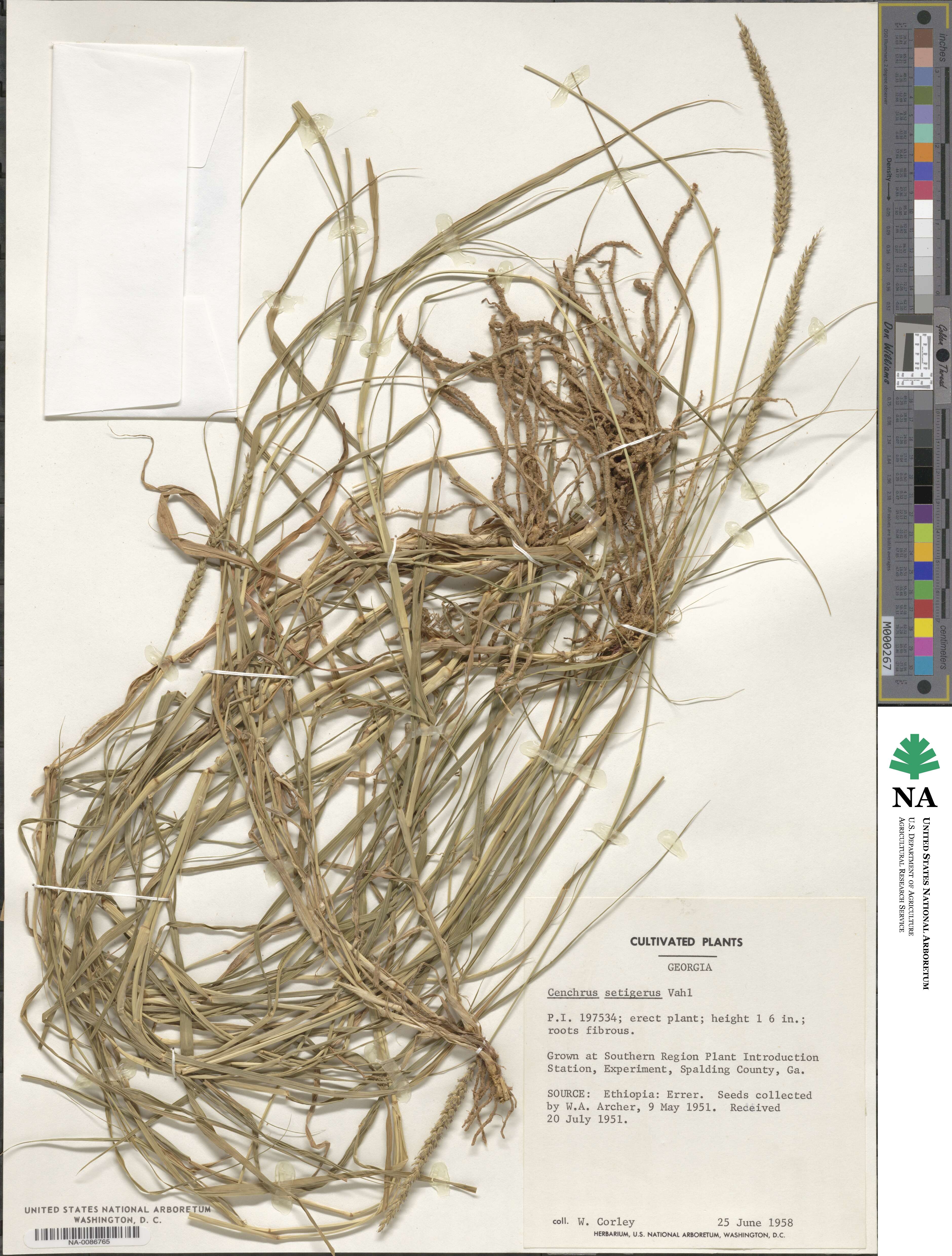Cenchrus setigerus image