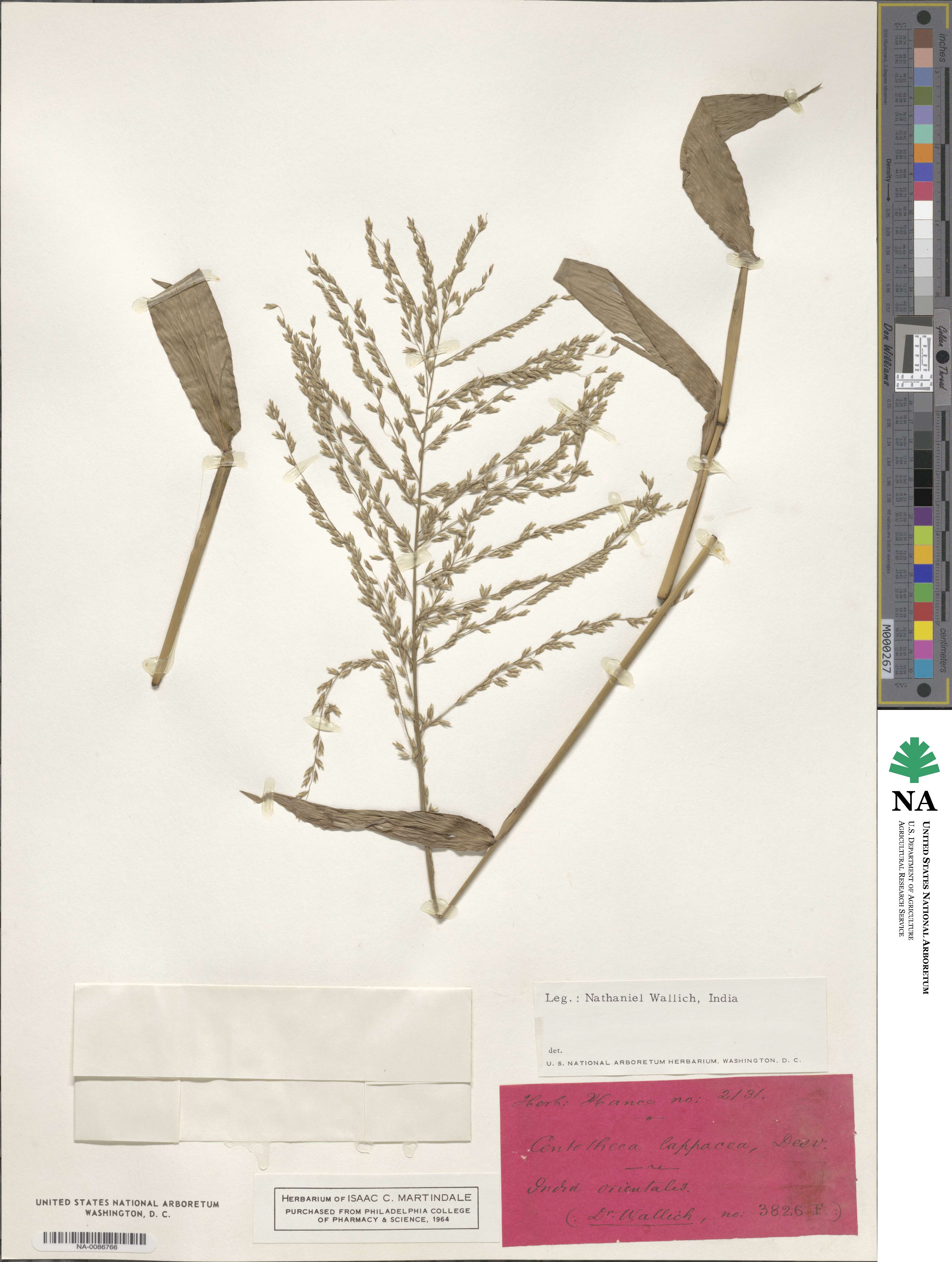 Centotheca lappacea image
