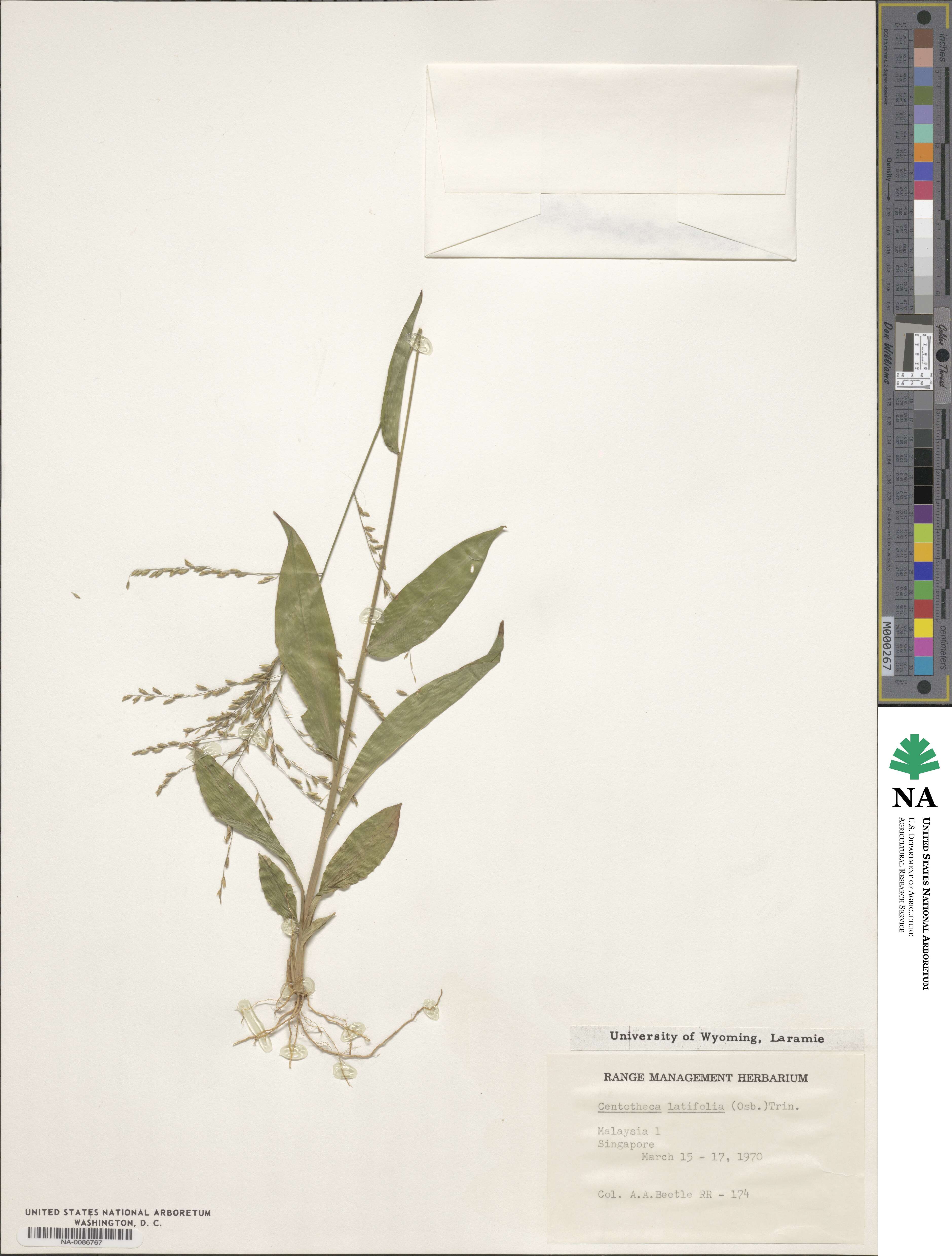 Centotheca lappacea image