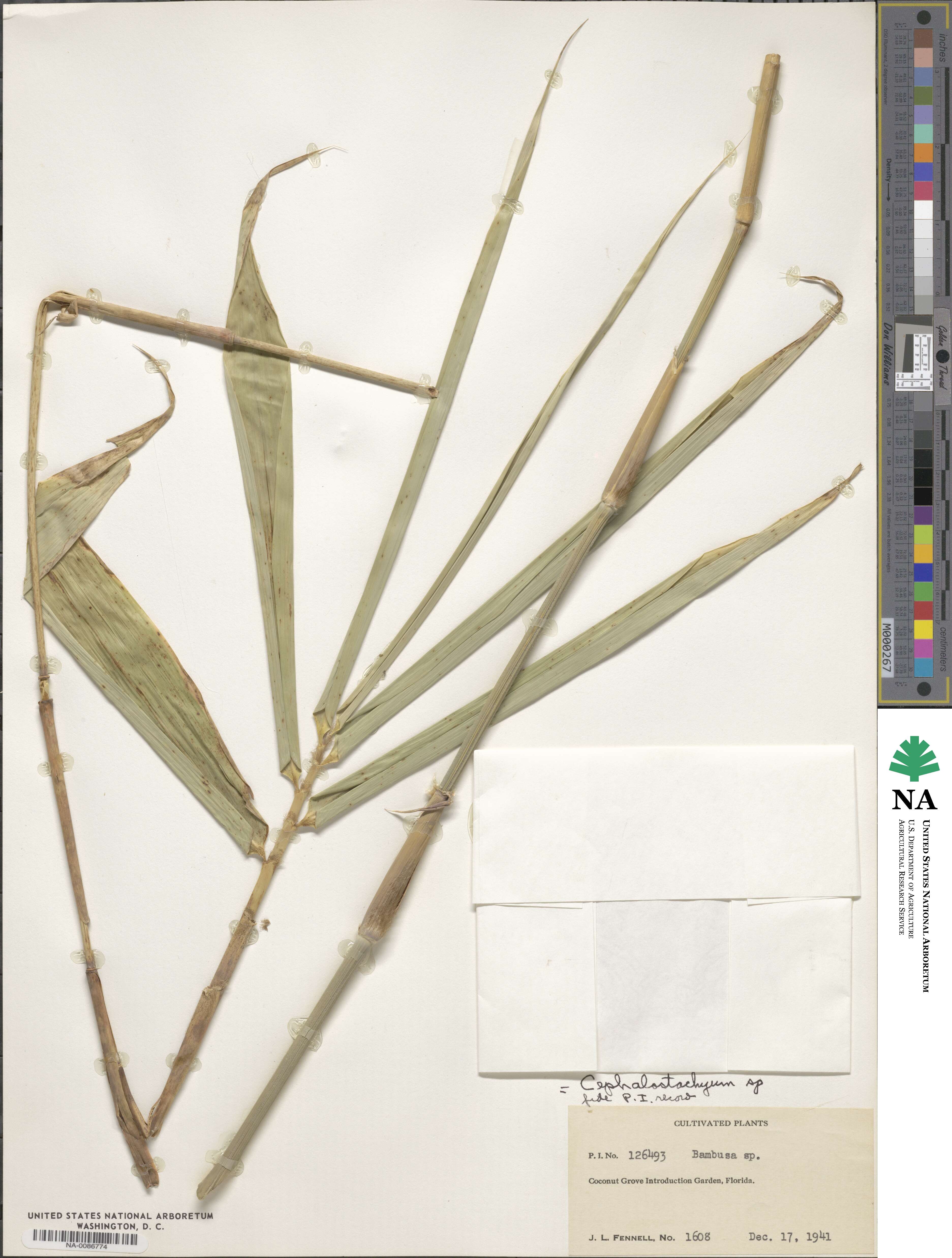 Cephalostachyum image