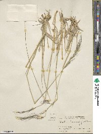 Chaetium bromoides image