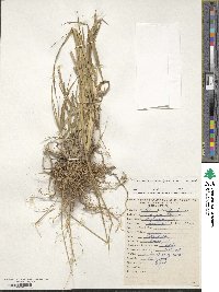 Chaetium bromoides image