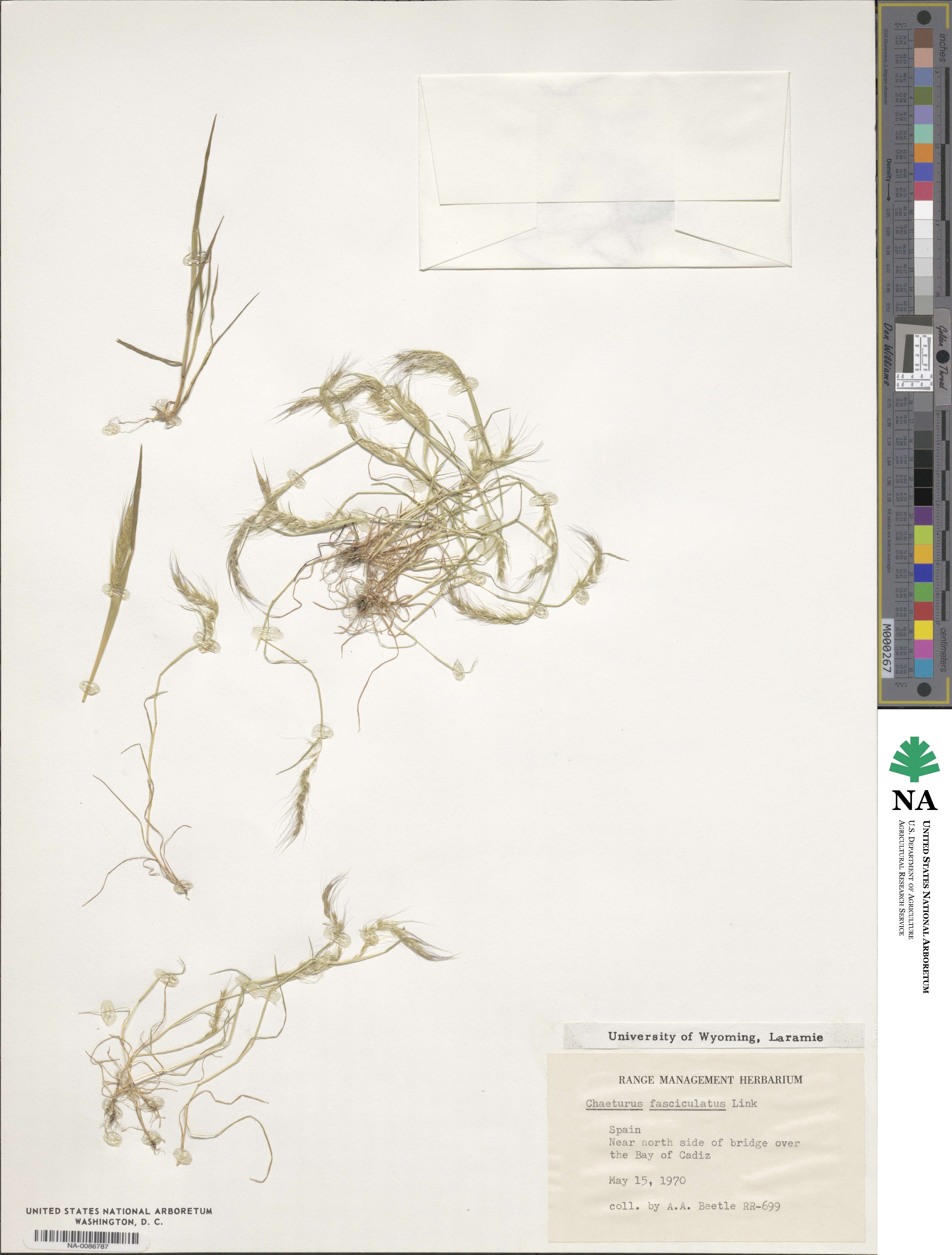 Agrostis subspicata image
