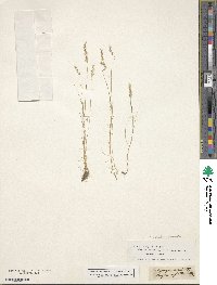 Agrostis subspicata image