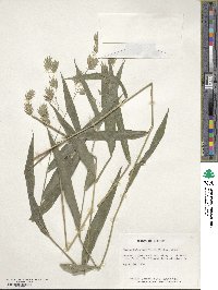 Chasmanthium latifolium image