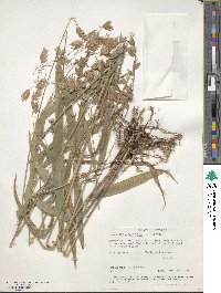 Chasmanthium latifolium image