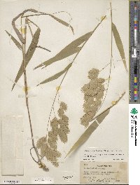 Chasmanthium latifolium image