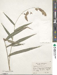 Chasmanthium latifolium image