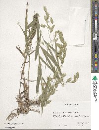 Chasmanthium latifolium image