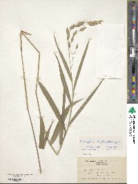 Chasmanthium latifolium image