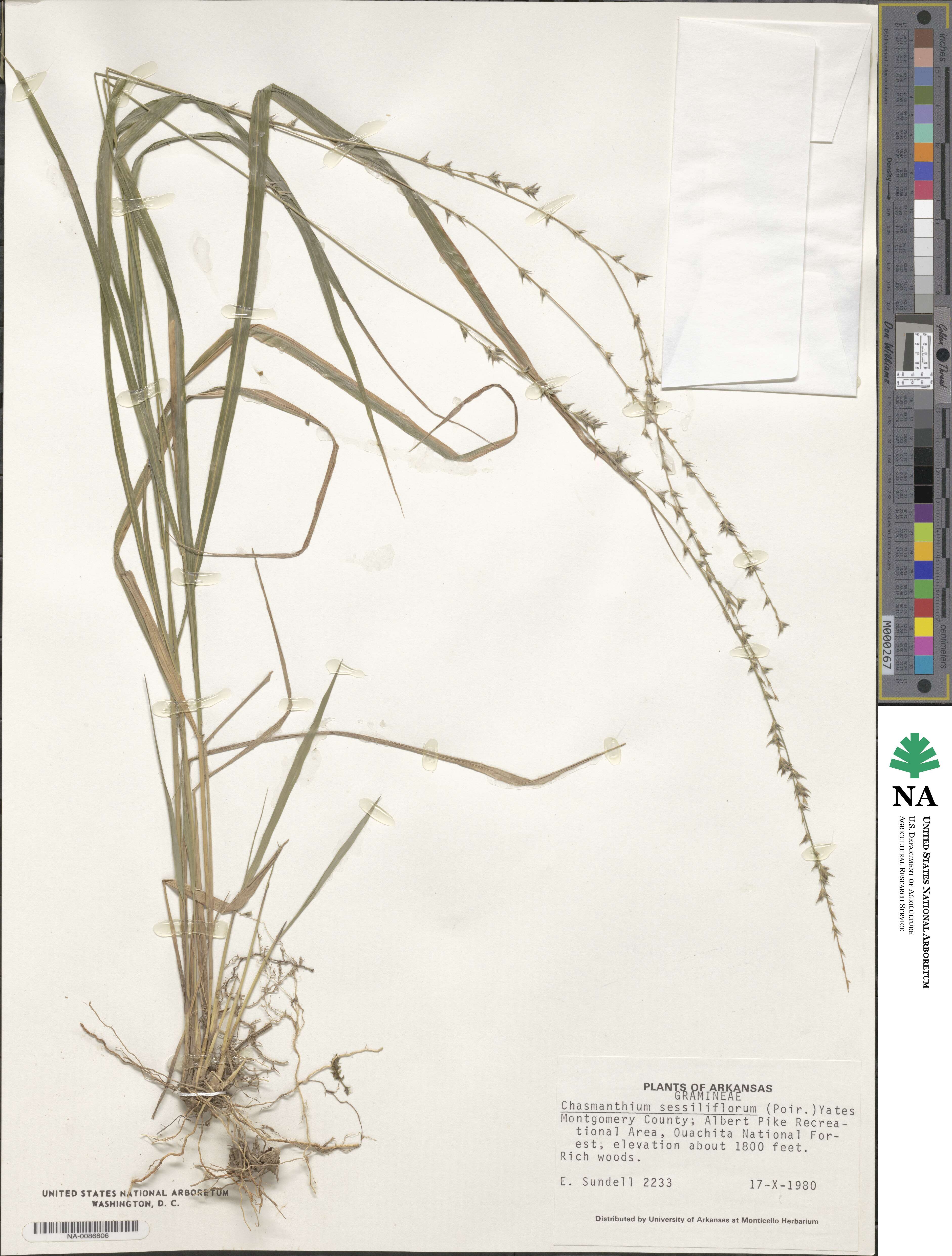 Chasmanthium laxum image