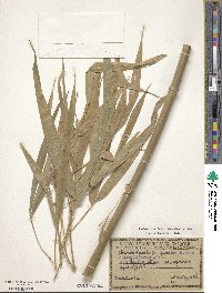 Chimonobambusa quadrangularis image