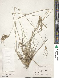 Stapfochloa canterae image