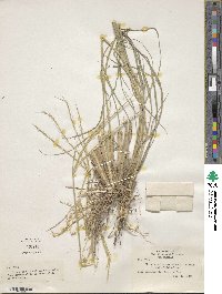 Tetrapogon chlorideus image