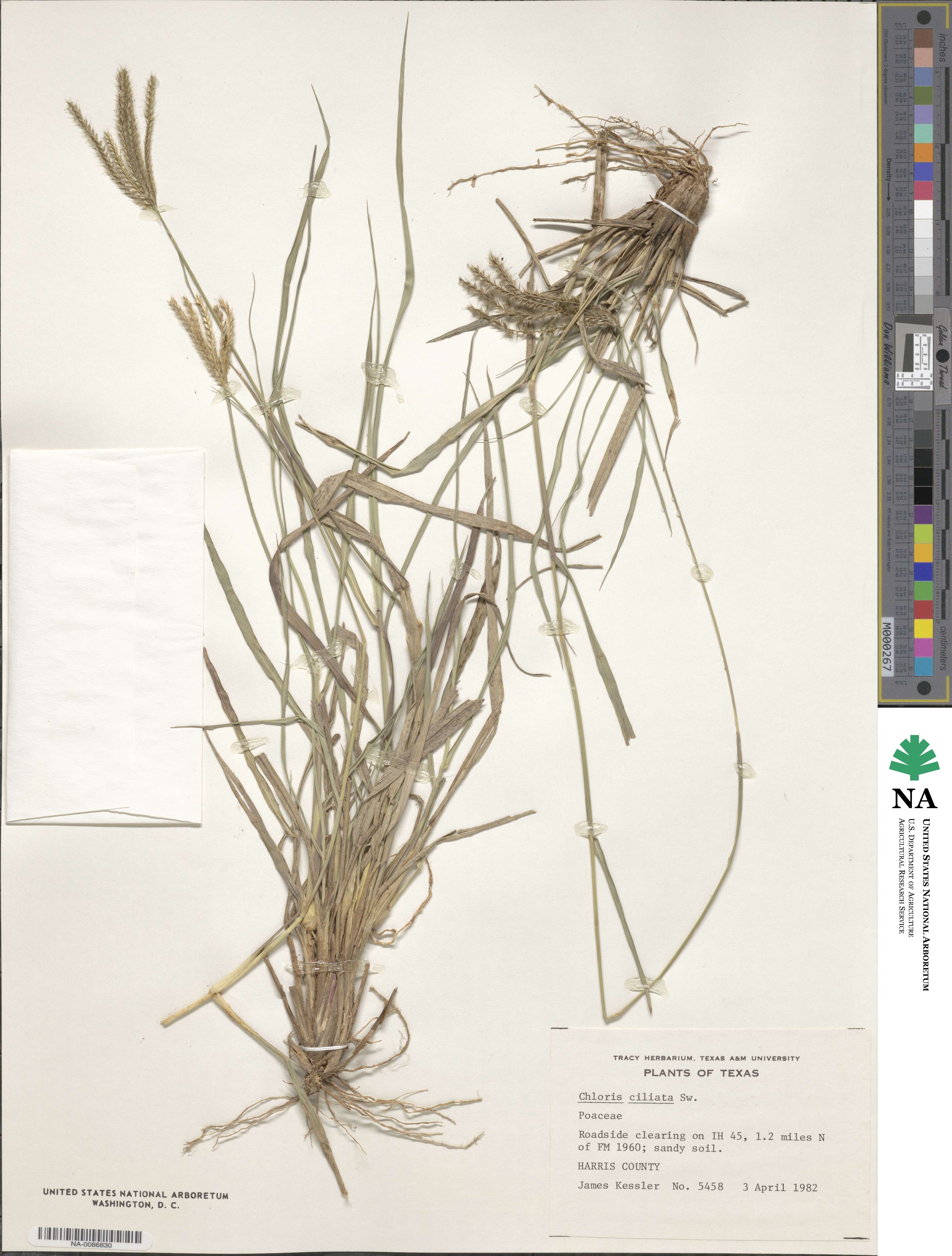 Stapfochloa ciliata image