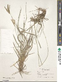 Stapfochloa ciliata image