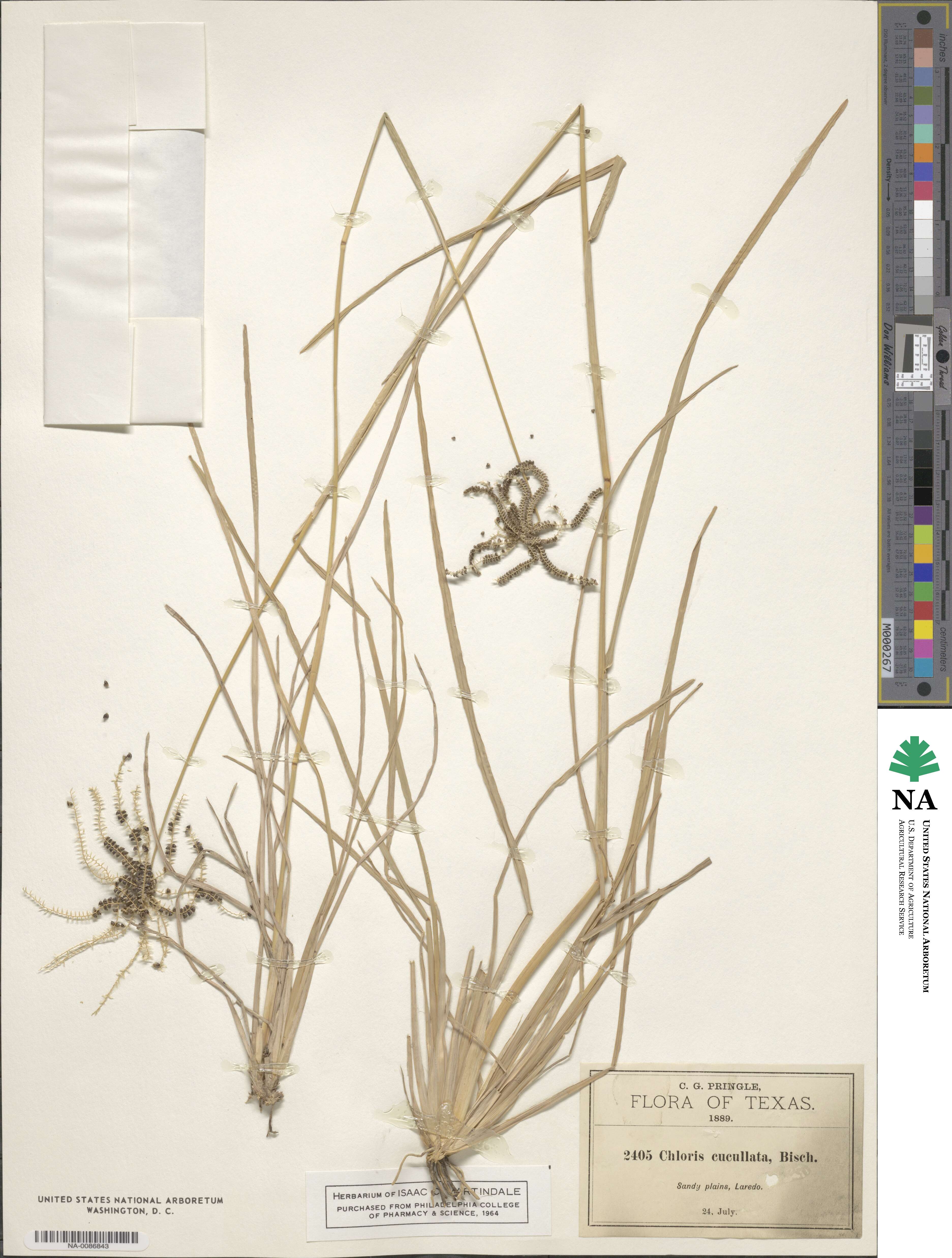 Chloris cucullata image
