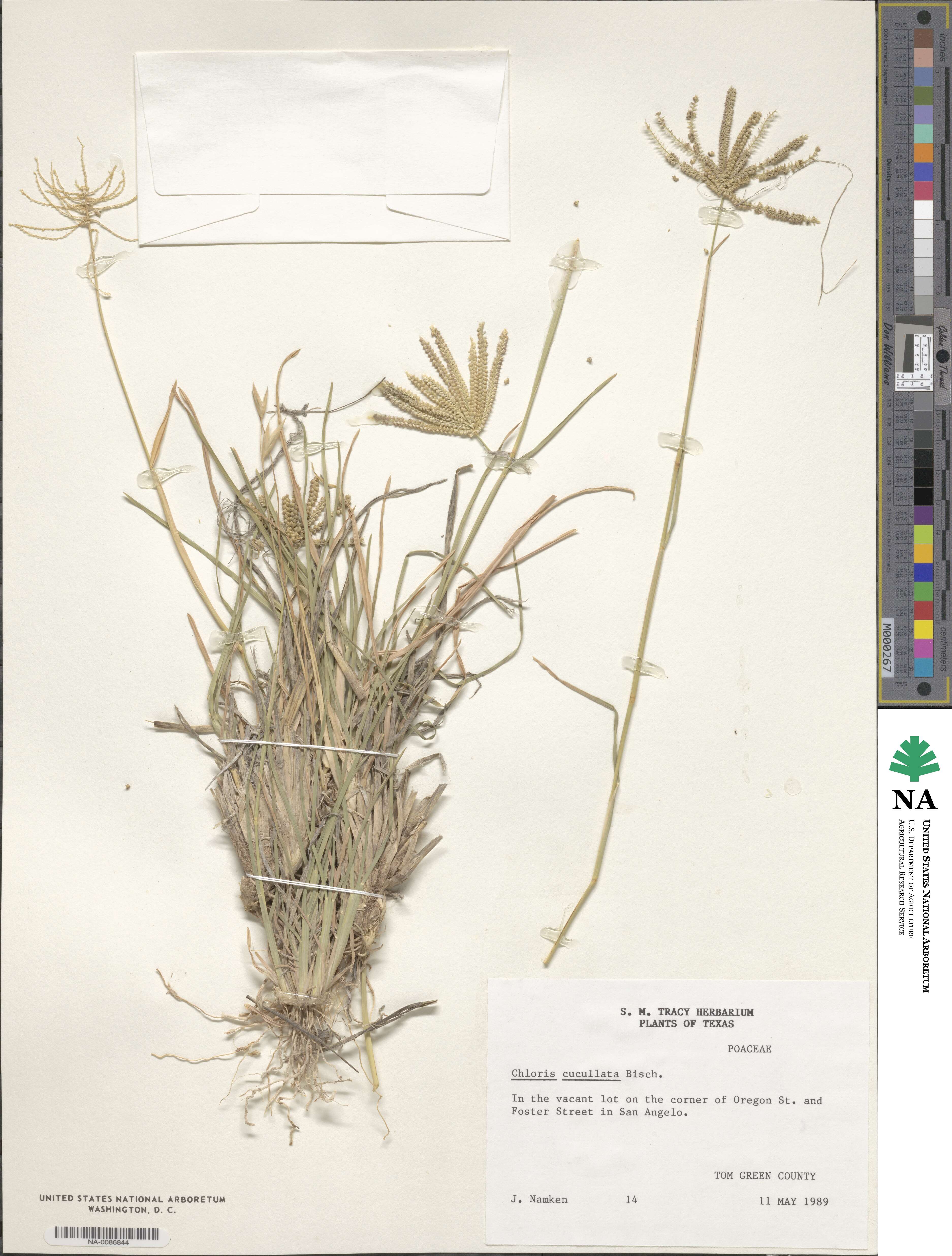 Chloris cucullata image