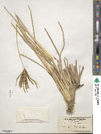 Eustachys glauca image