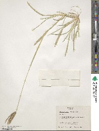 Eustachys glauca image