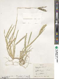 Eustachys glauca image