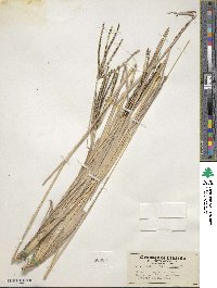 Image of Eustachys neglecta