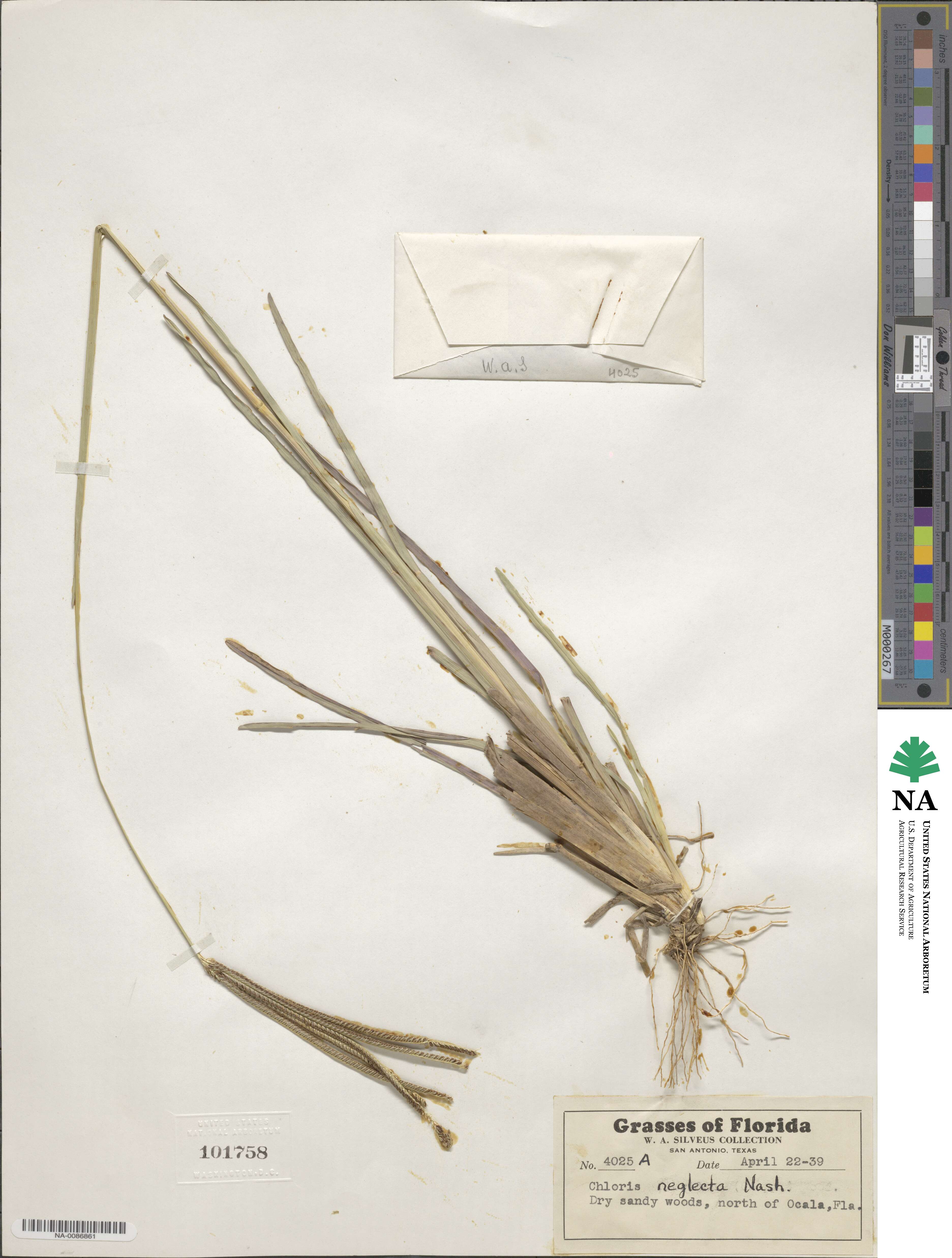 Eustachys neglecta image
