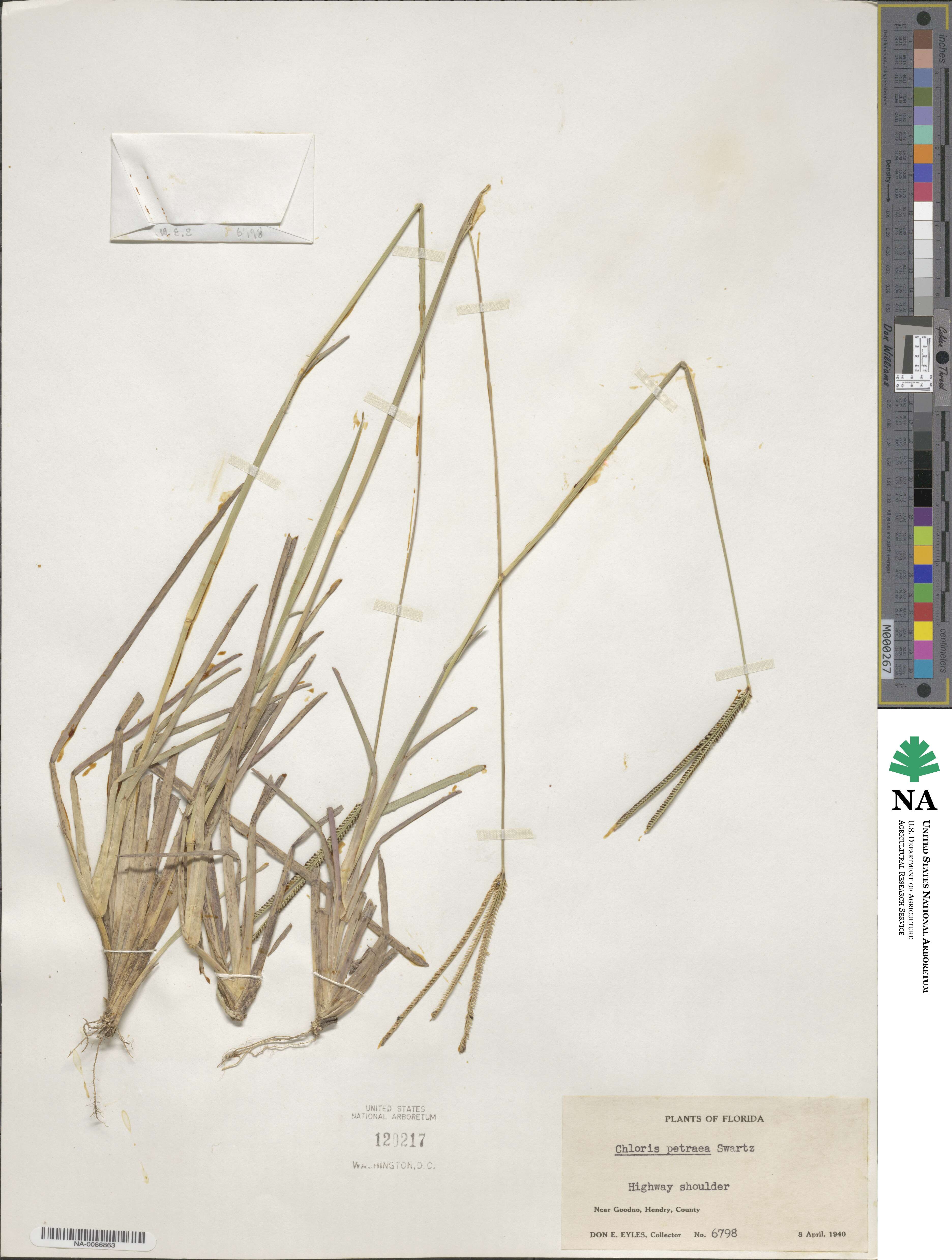 Eustachys petraea image