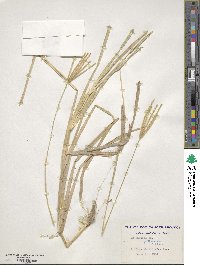 Eustachys petraea image