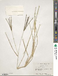 Eustachys petraea image