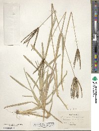 Eustachys petraea image