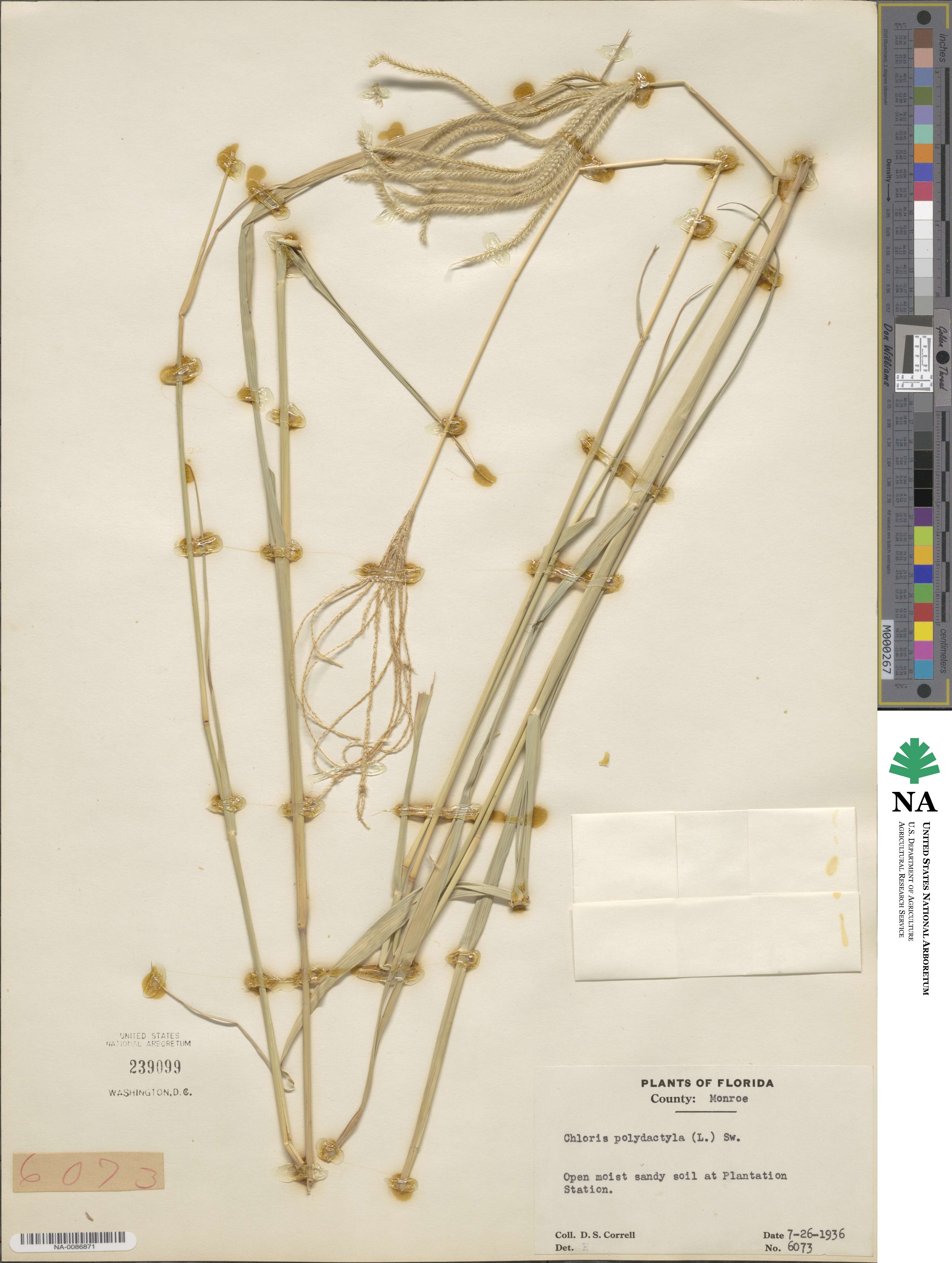 Stapfochloa elata image