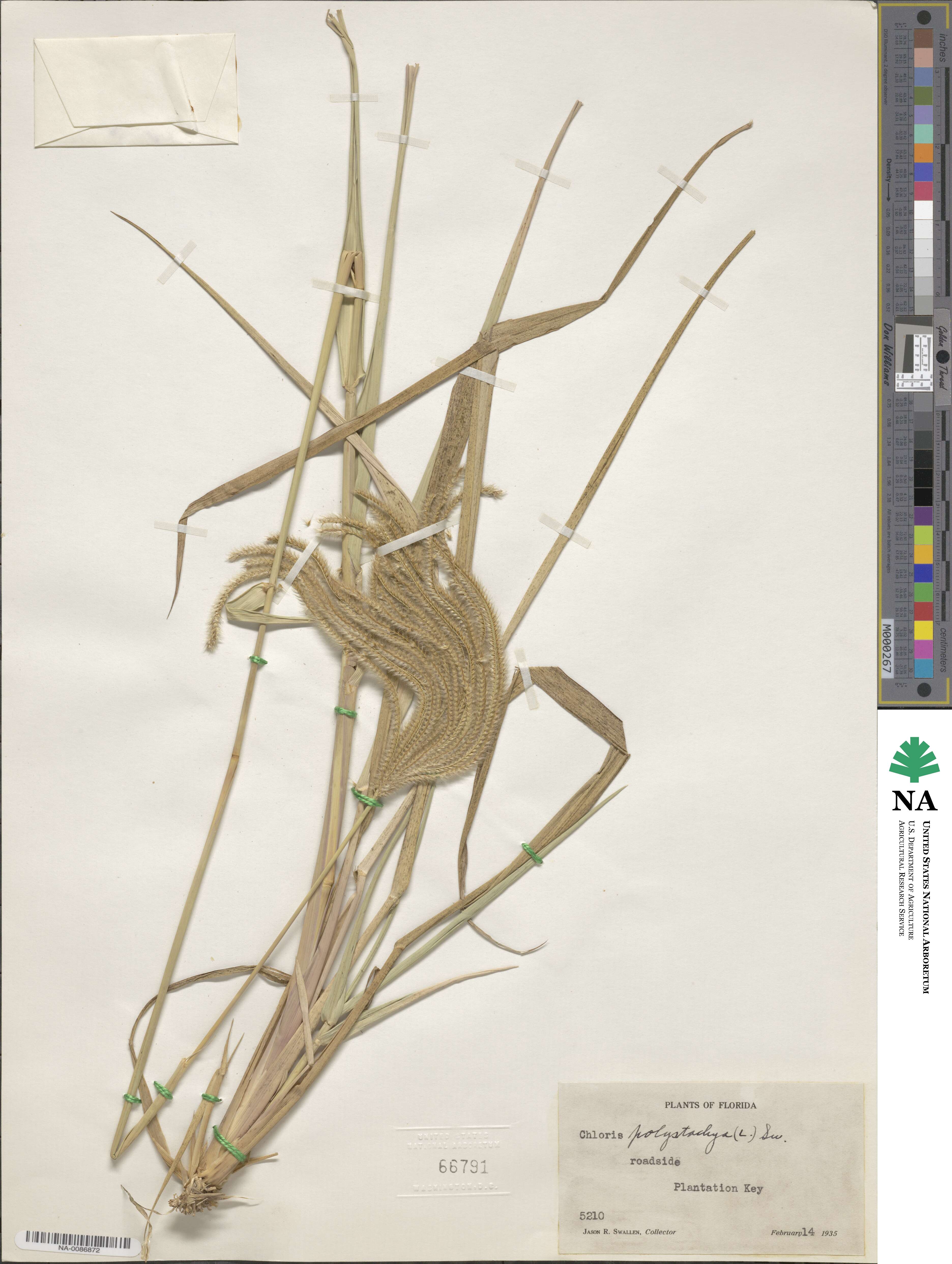 Stapfochloa image