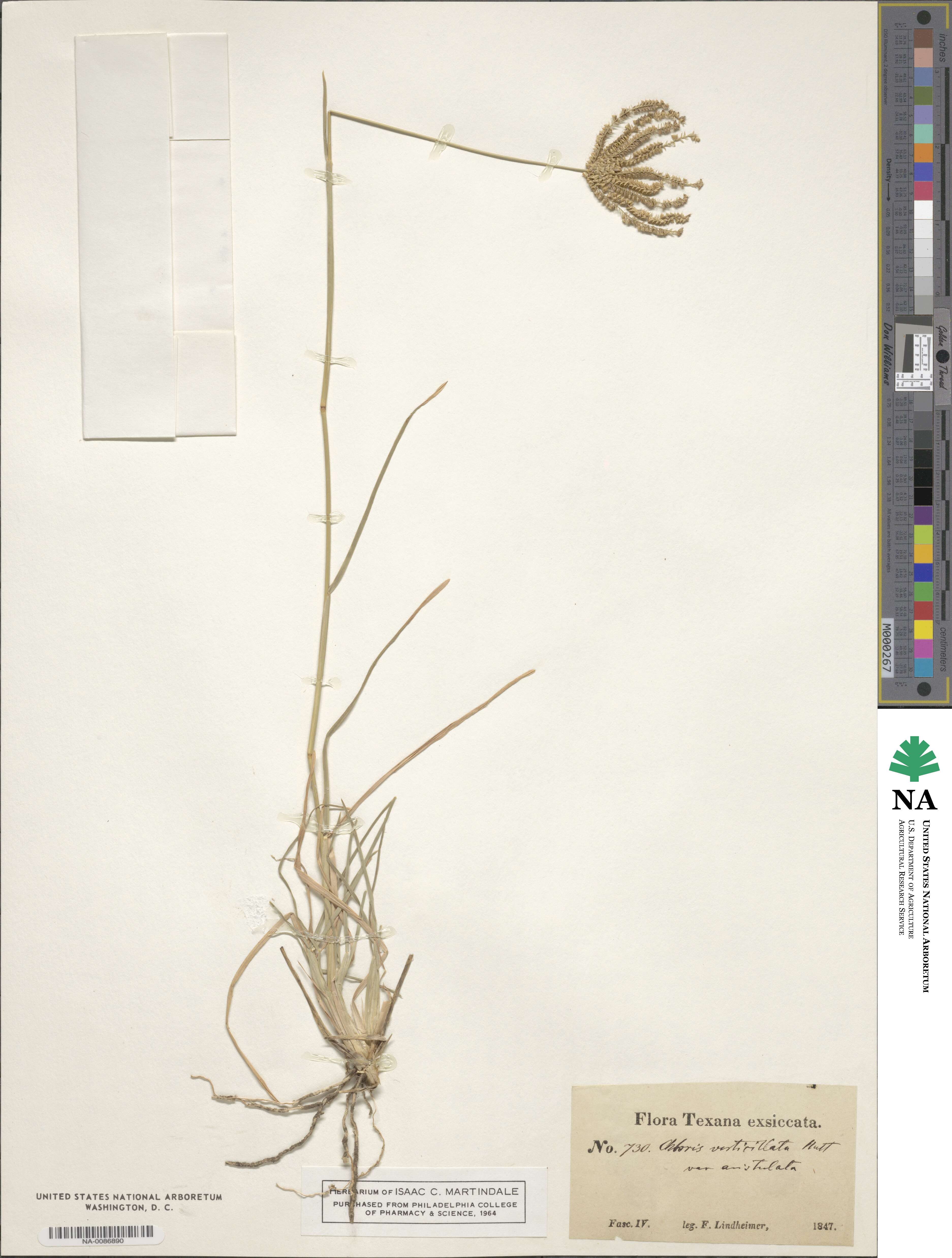Chloris verticillata image